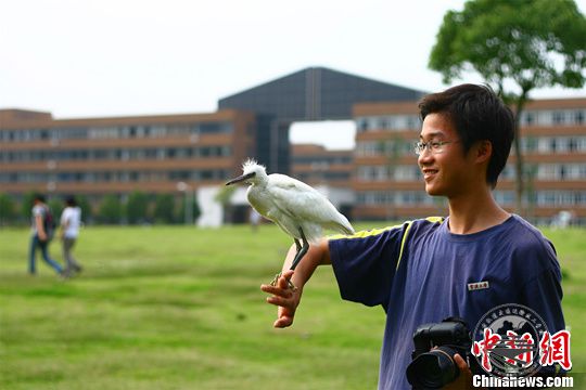 栖息地减少白鹭集聚大学 学生与“鹭”为邻温柔守护